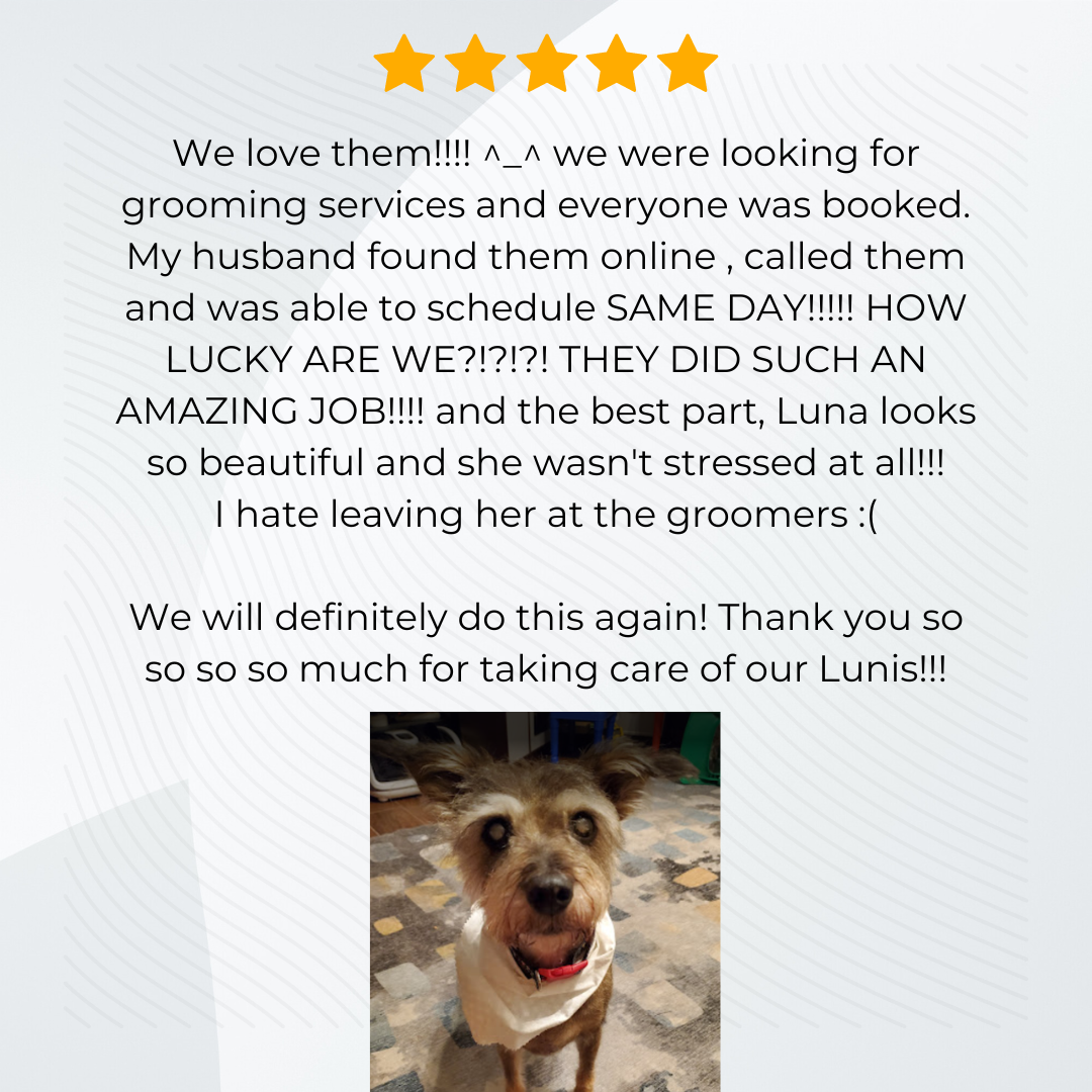 Mobile Dog Grooming in Spring, Texas – Call Now! - Maverick Mobile Grooming